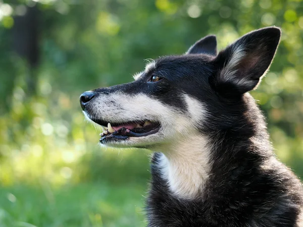 Portrait of a big dog. Natural beautiful backdrop. The muzzle, teeth and jaws. Dog street, homeless