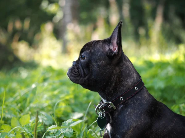 Walk the dog. The high green grass, park. Black dog, french bulldog breed. On the dog collar and leash. Dog portrait