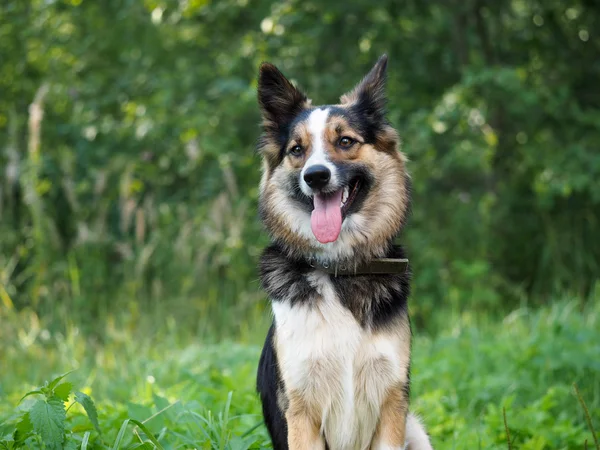 Beautiful dog sitting in green grass. It\'s hot, fall seen, tongue, teeth