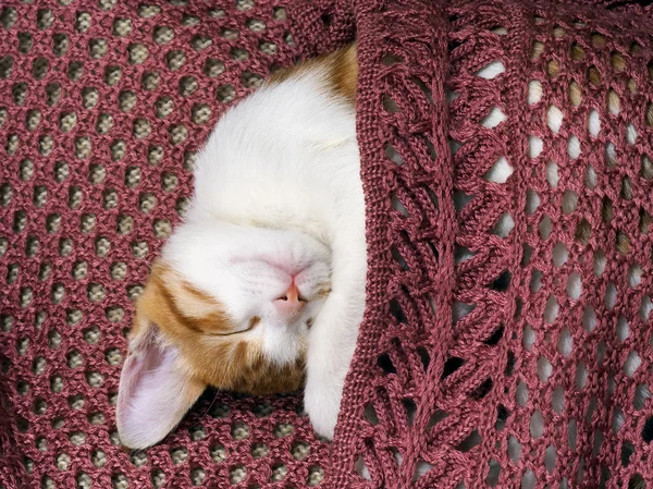 Cat sleeping on a knitted rug