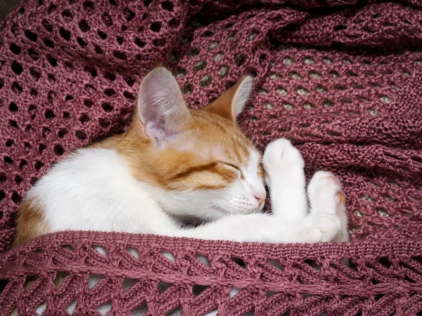 Cat sleeping on a knitted rug