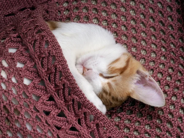 Cat sleeping on a knitted rug