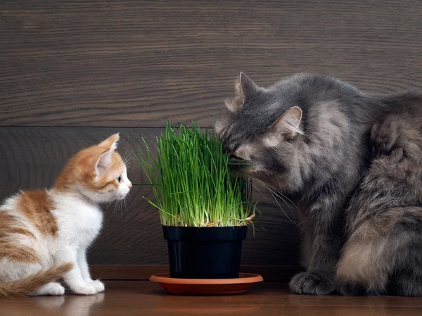 Cats eating green grass - germinated oats in the pot