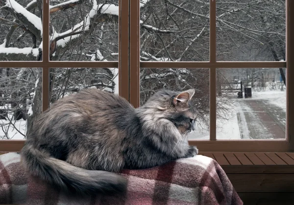 Cat on the balcony at the window. Outside the , snow, winter, trees in the park.  large, gray, furry