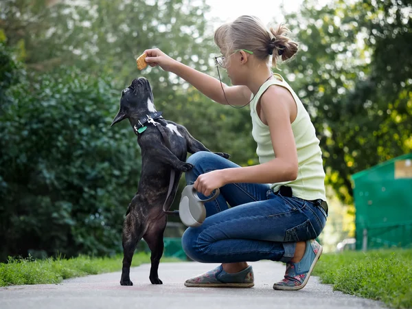 Girl walking a dog and to train. Puppy jumping for treat. Street of the city, summer. French Bulldog in black