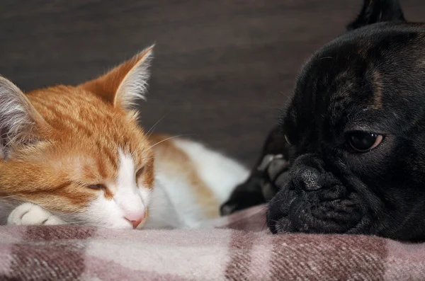 Cat and dog sleeping together. Snouts animals near