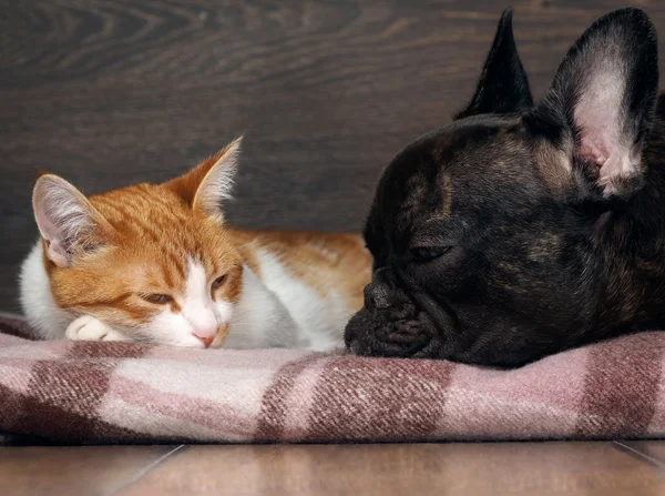 Cat and dog sleeping together. Snouts animals near