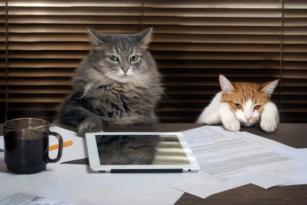 Cats office staff. The , table, tablet, working environment. The chief and the subordinate. The concept of business, pet products, different characters