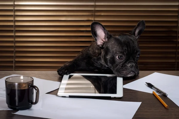 The dog in the office behind a desk. Cabinet, tablet, paper and cup of coffee. Bulldog - boss at the table. The concept  business, pet, head  the company, the