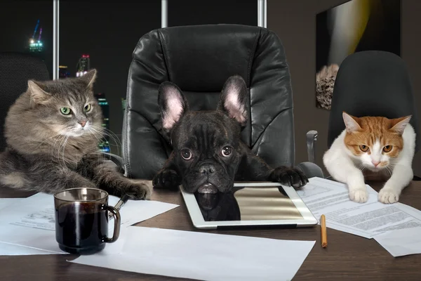 Businessmen in office. Dog head and cat - employees, managers. Different characters personality. The concept of career growth, business, humor, advice, pet products