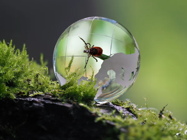 The tick inside a transparent sphere. Concept - encephalitis mites, protection, parasites