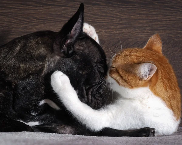 Small white-and-red cat embraces a large black dog\'s face.