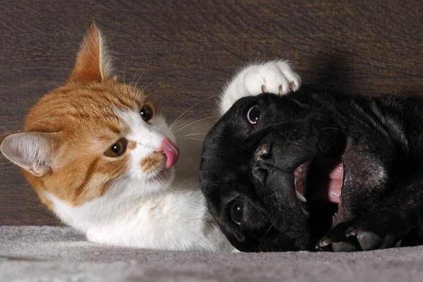 Small white-and-red cat and a huge black dog bulldog with a big mouth. Cat scratch dog claws, pink tongue. Dog scared.