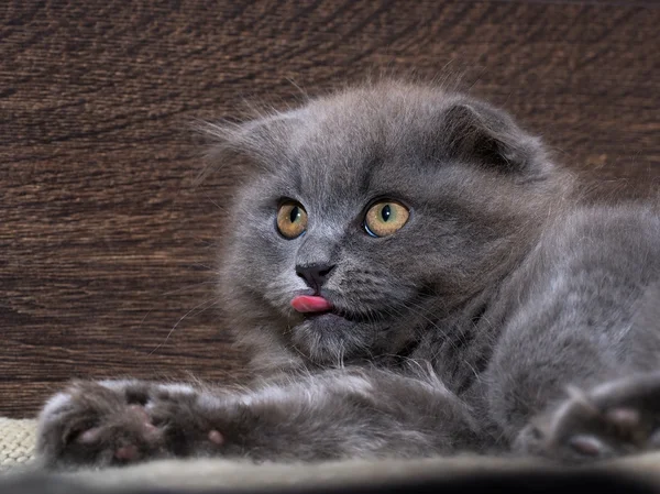 Cute kitten with pink tongue sticking out. Grey, lop-eared cat. Fluffy funny  on a background of  wooden wall.