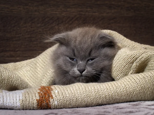 Sleepy, annoyed, awake cat gets out of the plaid. Cat woke up, do not give sleep