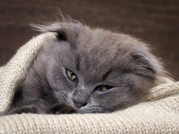 Sleepy kitten sleeps in a blanket. Grey Cat, Fluffy, Fold