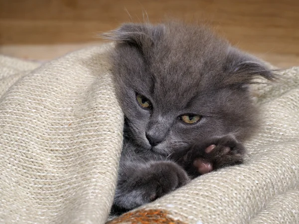 Sleepy kitten sleeps in a blanket. Grey Cat, Fluffy, Fold