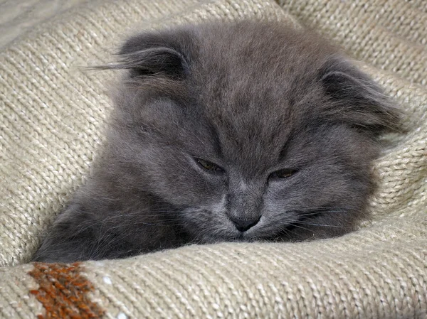 Sleepy kitten sleeps in a blanket. Grey Cat, Fluffy, Fold