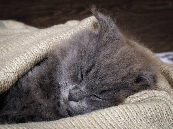 Kitten fast asleep in a blanket. Grey Cat, Fluffy, Fold