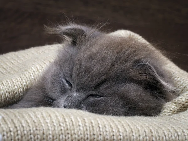 Kitten fast asleep in a blanket. Grey Cat, Fluffy, Fold