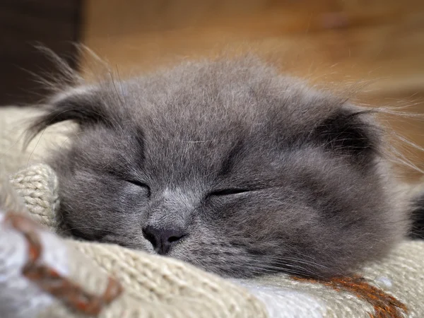 Kitten fast asleep in a blanket. Grey Cat, Fluffy, Fold