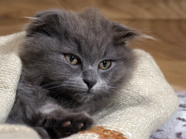 Funny kitten lying under a blanket. Grey Cat, Fluffy, Fold