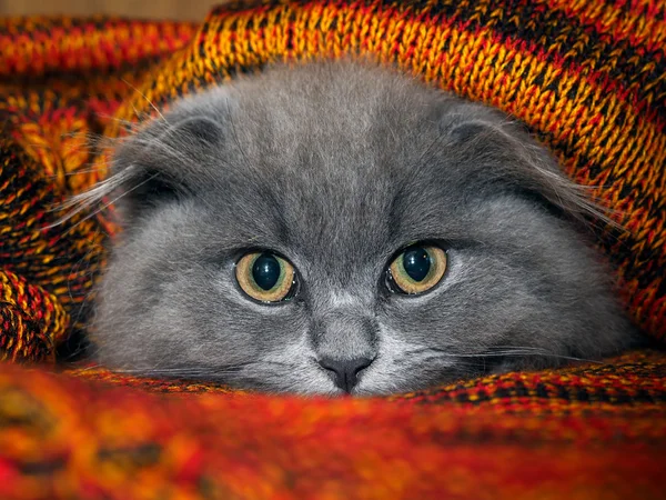 The cat with huge yellow eyes peeking out from under a knit plaid. Luxury portrait of cat muzzle