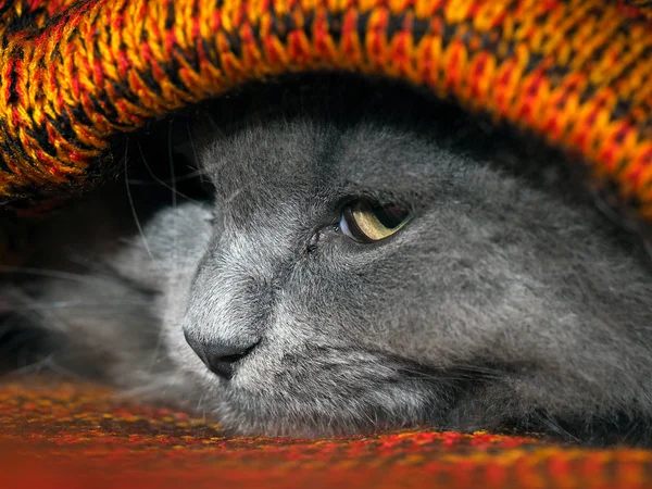 Cute gray cat hiding inside knitted plaid