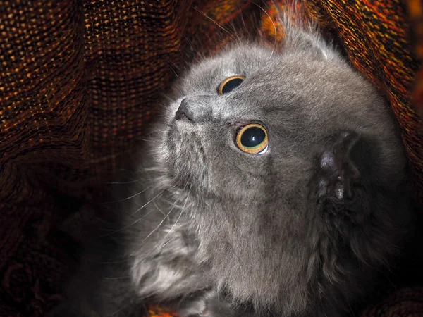 Cat hides under a knitted blanket. Cat gray, fluffy