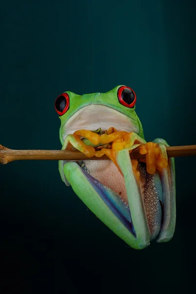 Green tree frog with orange legs and red eyes hanging on a branch