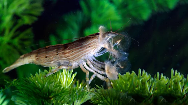 Shrimp of the genus Atiopsis