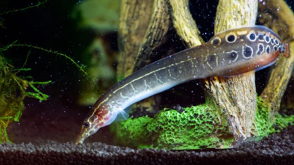 Macrognathus aculeatus  or aquarium eel