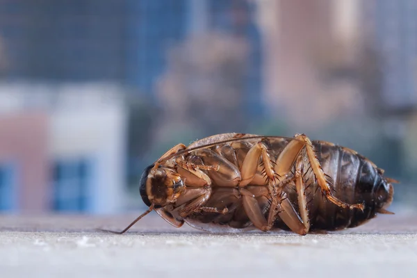 Dead cockroach on the background of the window. Multi-story houses