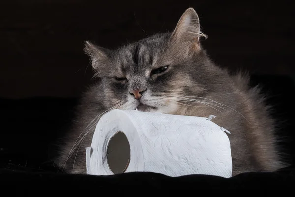 Cat and toilet paper