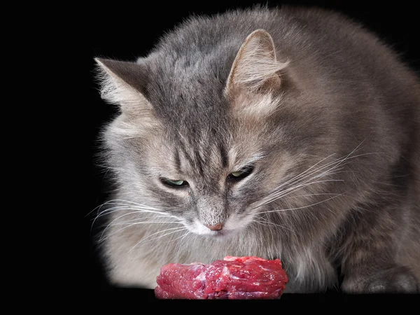 Cat and raw meat