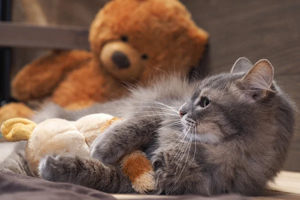 Cat playing with soft toys