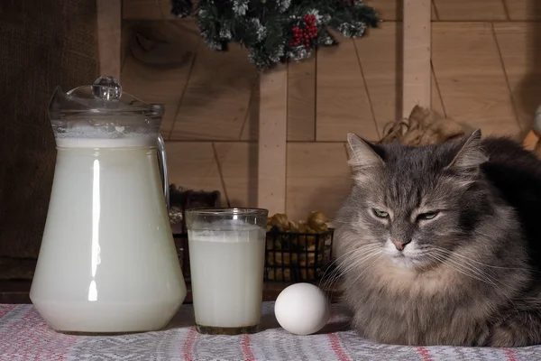 Cat in the kitchen. At the breakfast table - egg, a glass of milk and a jug of milk