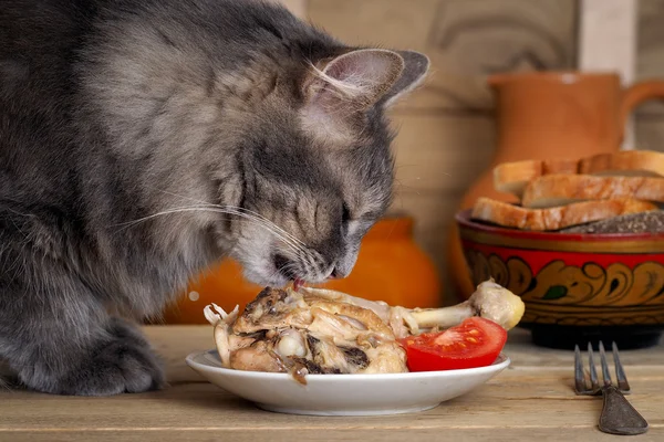 The cat eats chicken. The dish with chicken and sliced tomatoes