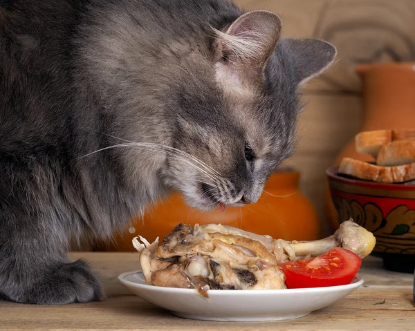 Cat sniffing chicken on a plate. Muzzle cat largly