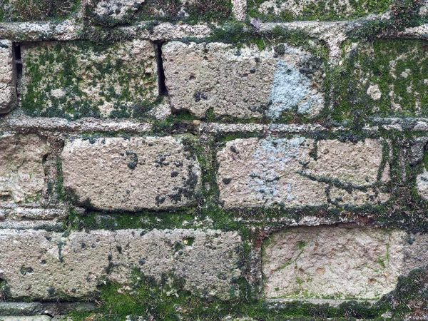 Old brick wall with moss. Texture. Big Brick