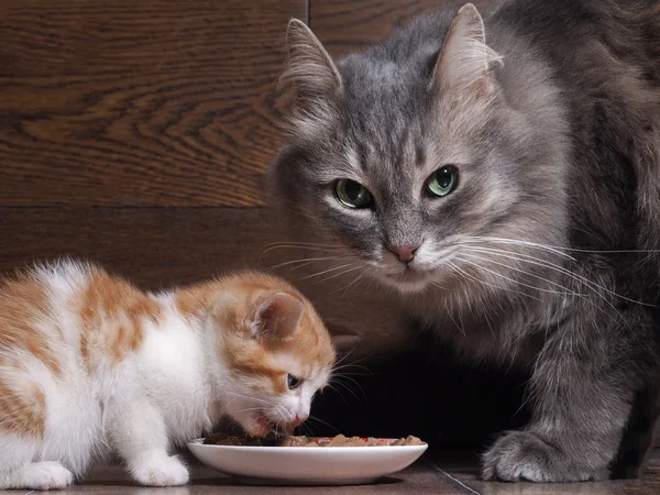 Cat and kitten together to eat cat food