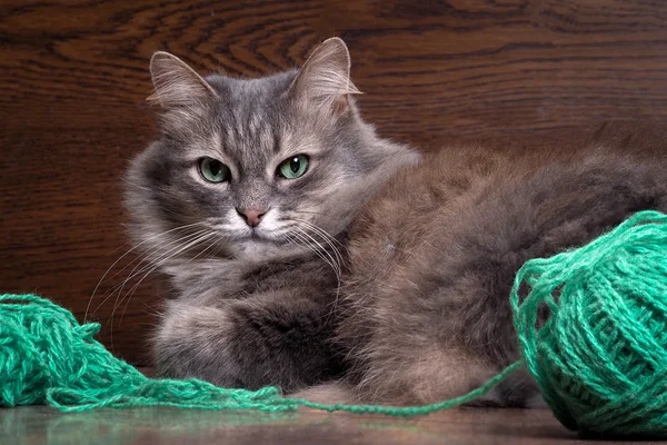 Cat playing with a ball of green wool yarn. In cat green eyes