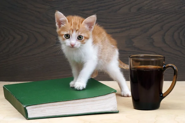 Coffee or tea in a mug. The Green Book. On the table a little kitten