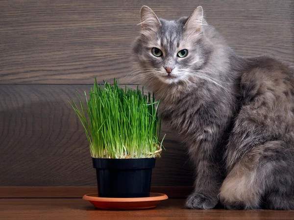 Vitamins for cats - germinated oats