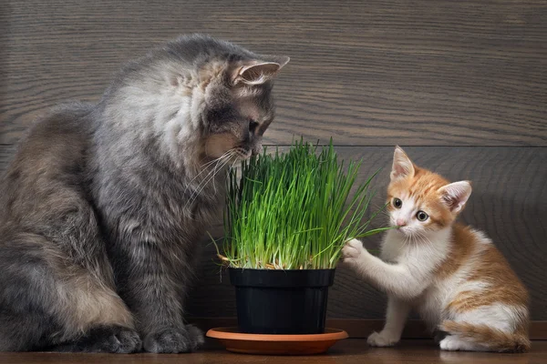 Vitamins for cats - germinated oats. Big cat and little kitten eating the grass and oats