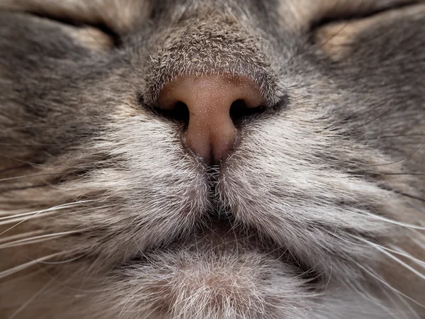 Nose cat close-up. Macro. The nose is brown, gray cat. The fur is gray with white. We see a mustache