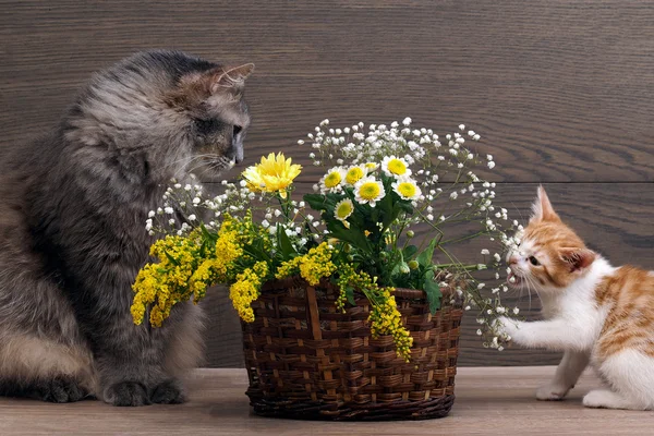 Cats playing with flowers