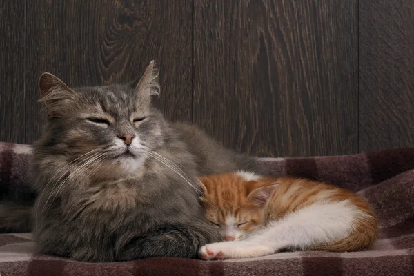 Adult big cat guards the sleep of a small kitten. Baby Kitten fast asleep in gray fur big cat.