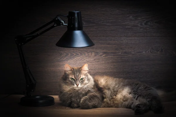 The cat is on the table under the electric lamp