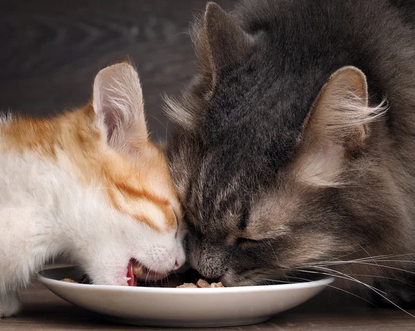 Cats eat cat food